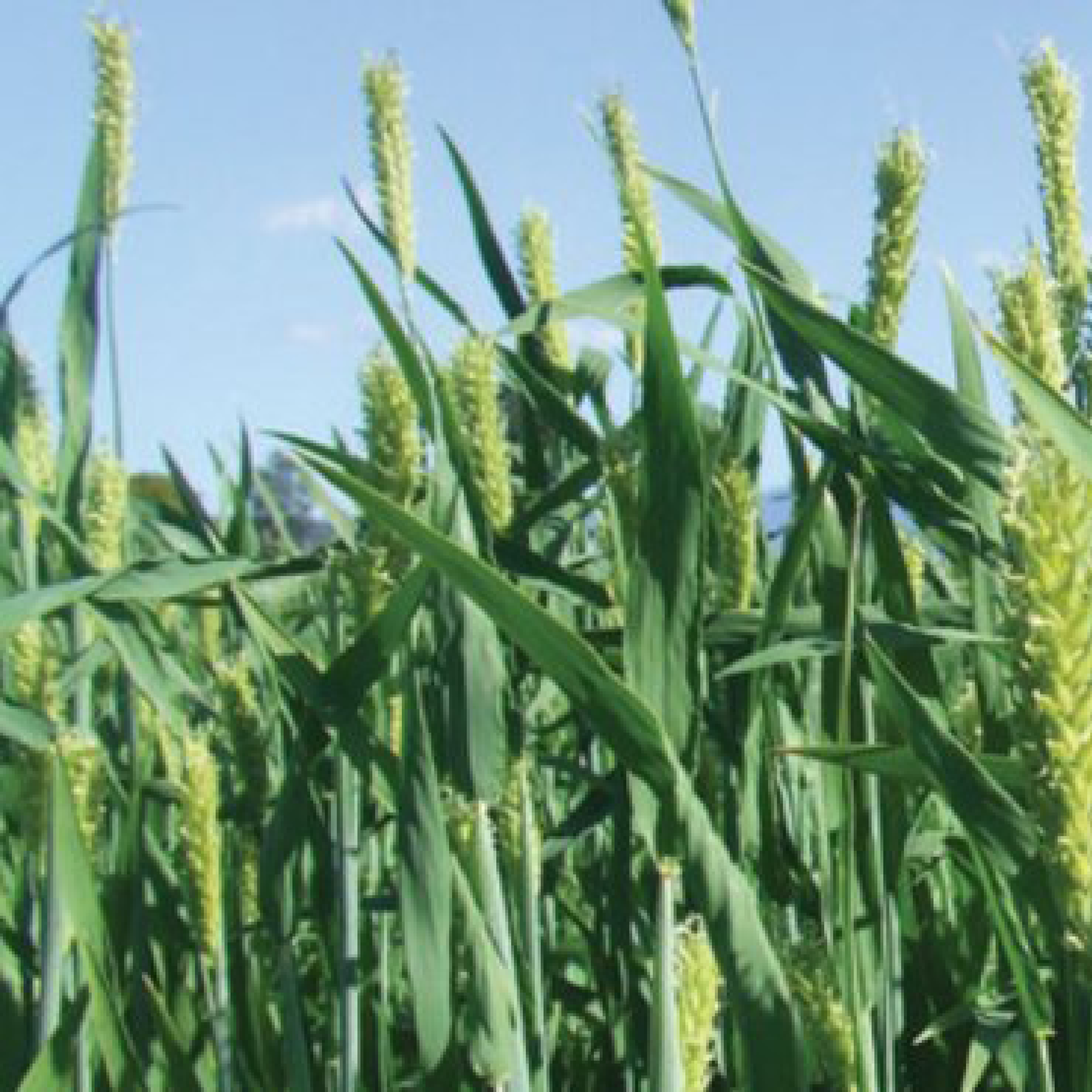 Herbage & Forage Seeds