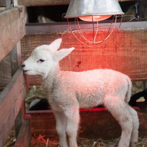 Heat Lamps & Bulbs Heat Lamps & Bulbs