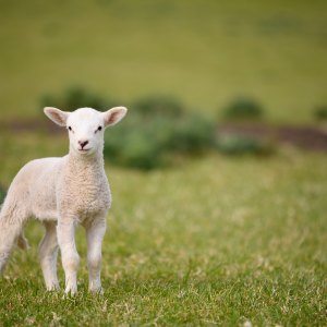 Castration Equipment Castration Equipment