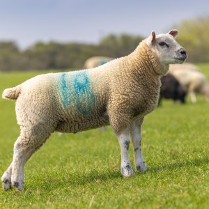 Lamb & Sheep Markers Lamb & Sheep Markers