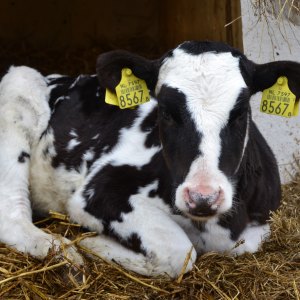 Heat Lamps & Bulbs Heat Lamps & Bulbs