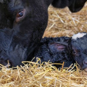 Calving Gloves Calving Gloves