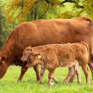 Calving Accessories Calving Accessories