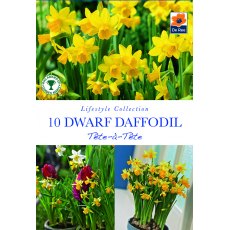 De Rees Dwarf Daffodil Tete a Tete Bulbs