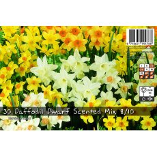 De Rees Dwarf Daffodil Scented Mix Bulbs