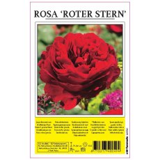 Rose Roter Stern Red