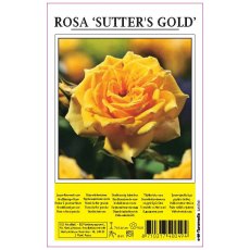 Rose Sutters Gold Yellow