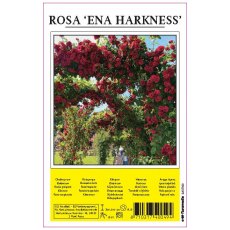 Rose Ena Harkness Red