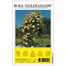 Rose Goldfassade Yellow