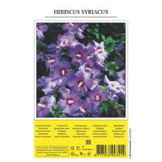 Hibiscus Syriacus Shrub