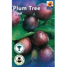 TREE PLUM OPAL