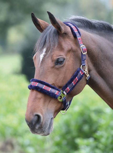 Blenheim Shires Polo Browband Red/Navy
