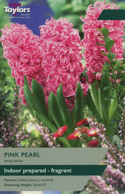Taylors Bulbs Hyacinth Pink Pearl Bulbs