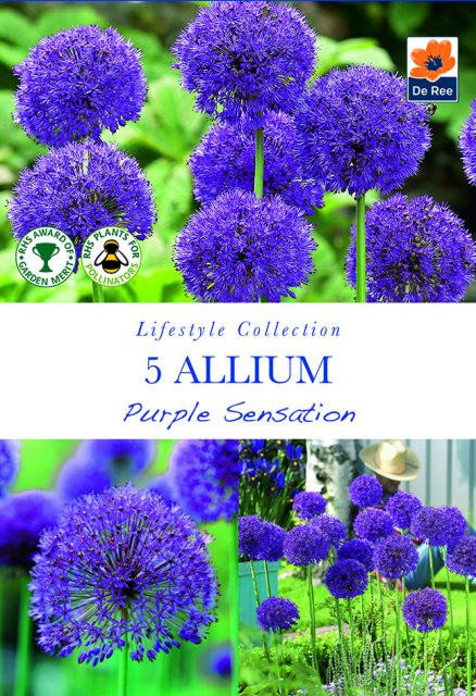 De Ree De Rees Allium Purple Sensation Bulbs