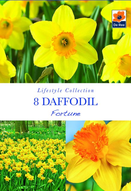 De Ree De Rees Daffodil Fortune Bulbs