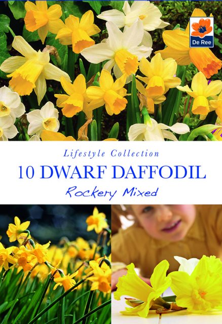 De Ree De Rees Dwarf Daffodil Rockery Mixed Bulbs