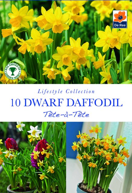 De Ree De Rees Dwarf Daffodil Tete a Tete Bulbs