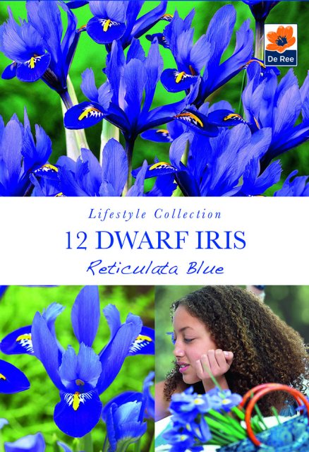 De Ree De Rees Dwarf Iris Reticulata Blue Bulbs