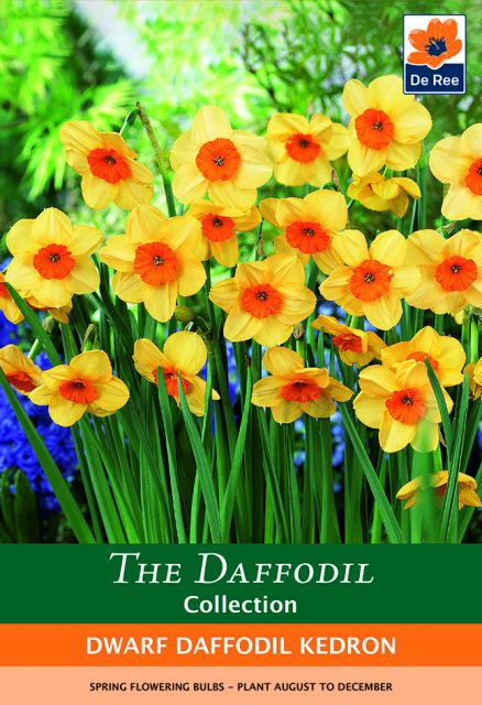 De Ree De Rees Dwarf Daffodil Kedron Bulbs