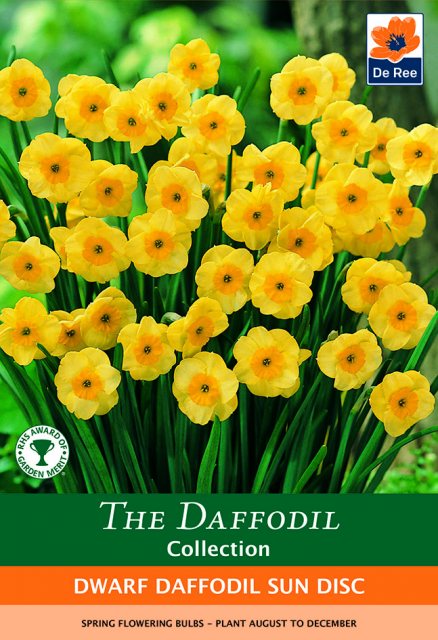 De Ree De Rees Dwarf Daffodil Sun Disc Bulbs