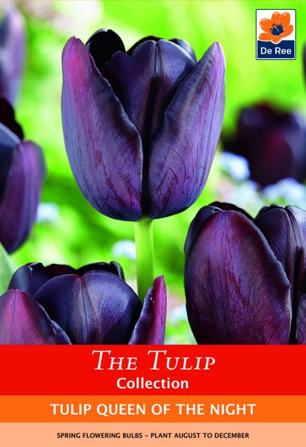 De Ree De Rees Tulip Queen of the Night Bulbs
