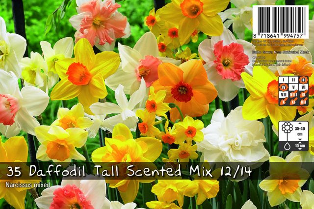 De Ree De Rees Daffodil Tall Scented Mix Bulbs
