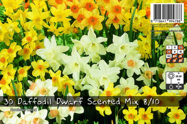 De Ree De Rees Dwarf Daffodil Scented Mix Bulbs