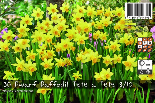 De Ree De Rees Dwarf Daffodil Tete a Tete Bulbs Landscape Pack