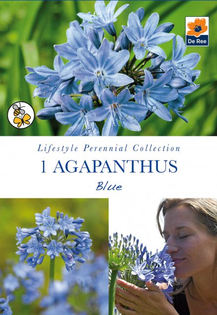 De Ree Agapanthus Blue Bulb