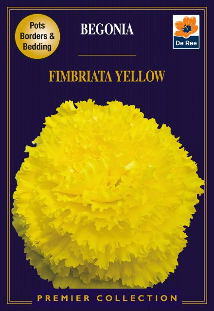 De Ree Begonia Fimbriata Yellow Bulb