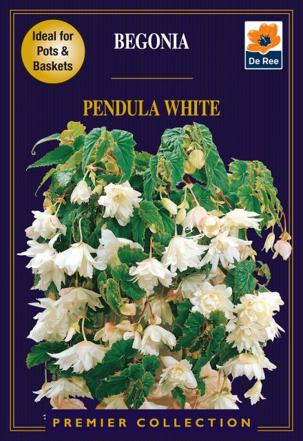 De Ree Begonia Pendula White Bulb
