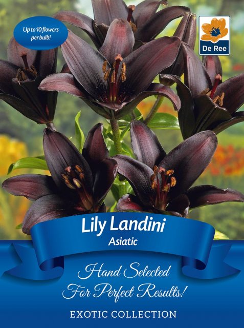De Ree Lily Asiatic Landini Bulb