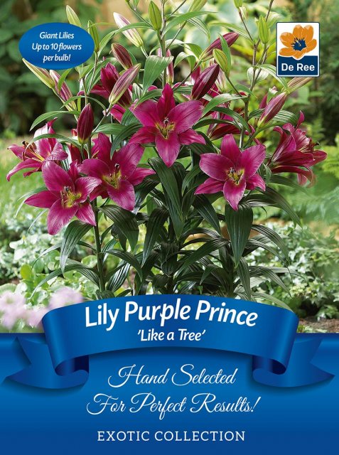 De Ree Lily Purple Prince Bulb