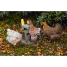 SNACK TOWER POULTRY GREY BEEZTEES