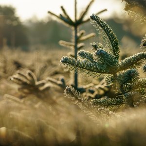 Trees & Wreaths