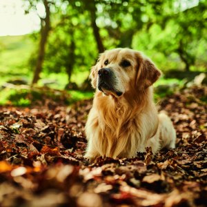 Autumn Pet