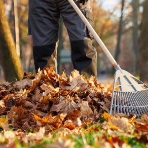 Autumn Gardening