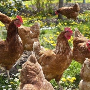 Poultry Treats Poultry Treats