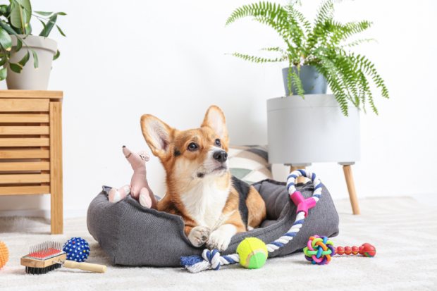 What Toys Are Safe for Dogs | How to Clean Dog Toys