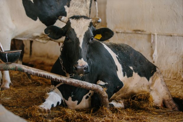 Best Practices for Feeding Pregnant Cows Before Calving