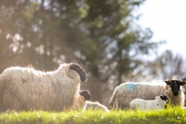 Everything You Need to Know About Sheep Tupping and Marking