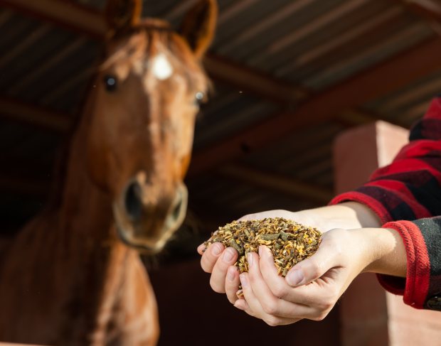 What Supplements Should I Give My Horse?