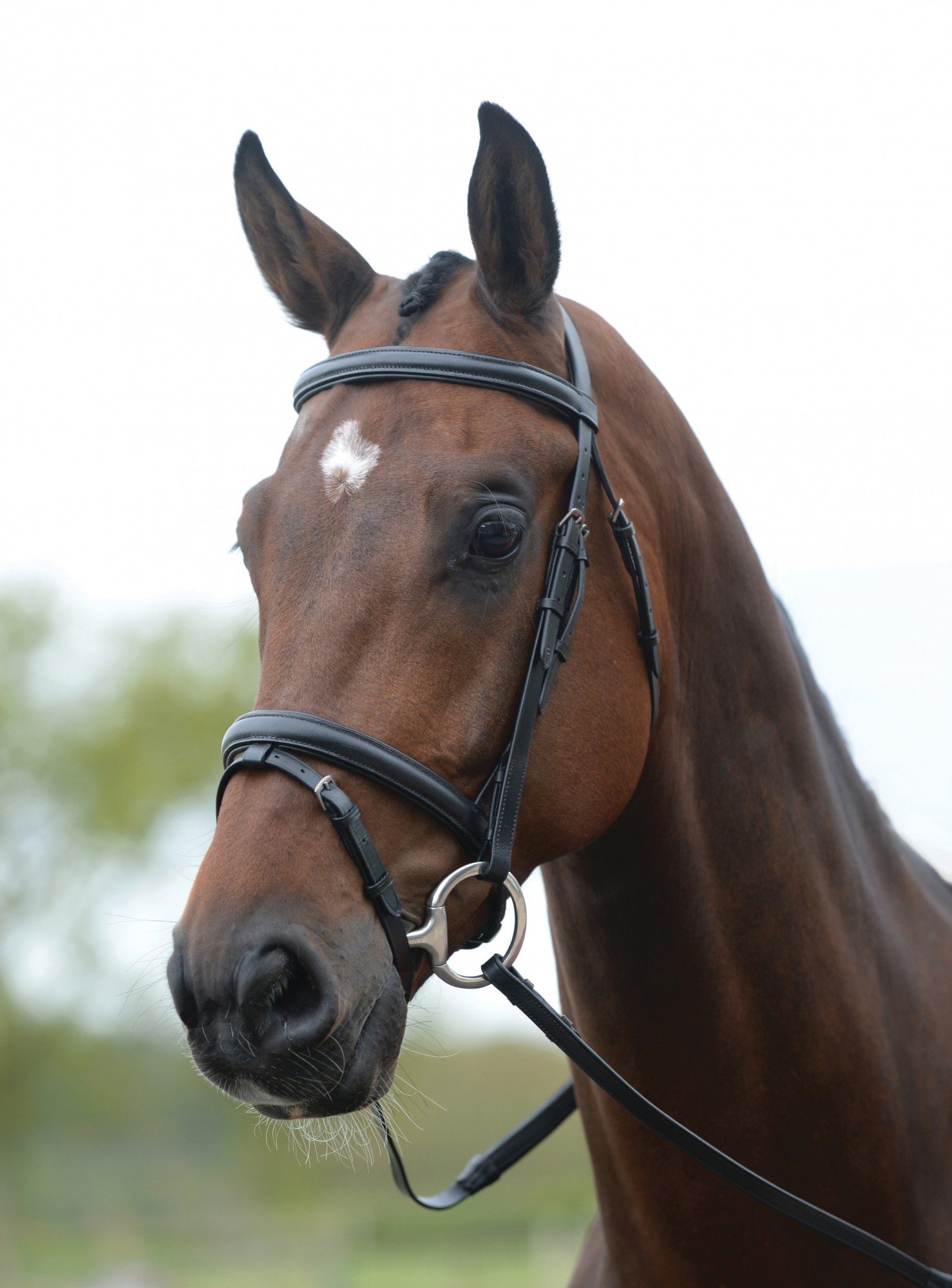 KINCADE Kincade Flash Bridle Black - Bridle Wear - Mole Avon