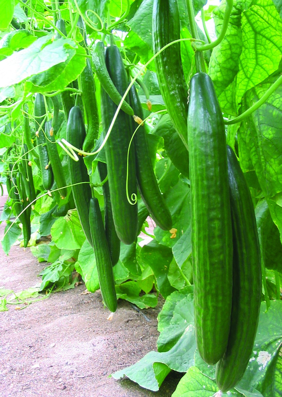 Grafted Cucumber F1 Carmen 10cm Seeds And Bulbs Mole Avon 