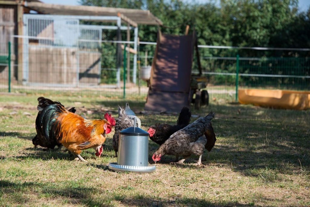 Galvanised Poultry Feeder - Feeders & Drinkers