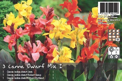 Canna Lily Bulbs - Dwarf Mix, Spring Flower Bulbs
