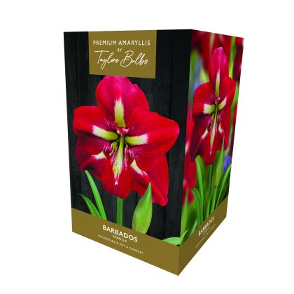 Taylors Bulbs Gardening Gardening
