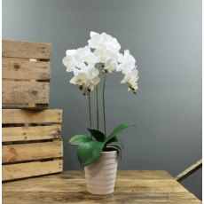 Apac Phalaenopsis 3 Stem Orchid In Pot 54cm Apac Phalaenopsis 3 Stem Orchid In Pot 54cm