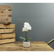 Apac Phanaenopsis 1 Stem Orchid In Pot 32cm Apac Phanaenopsis 1 Stem Orchid In Pot 32cm