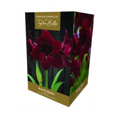 Taylor's Bulbs Premium Amaryllis Black Pearl Bulb Gift Pack Taylor's Bulbs Premium Amaryllis Black Pearl Bulb Gift Pack